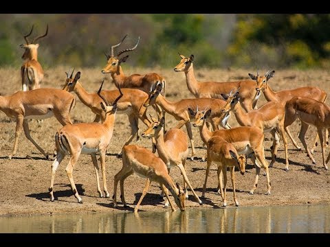 African Wildlife HD Part 1 - South Africa Kruger Park 24 - Travel Channel