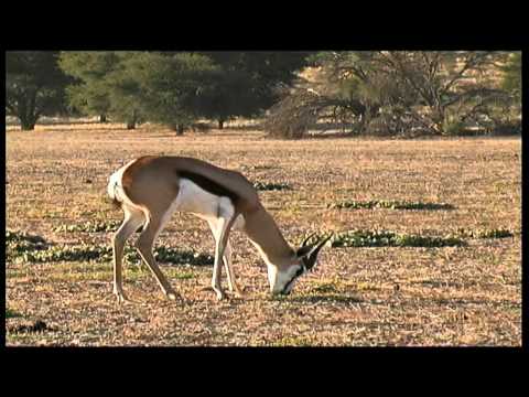 African Wildlife 35 min - South Africa Travel Channel 24