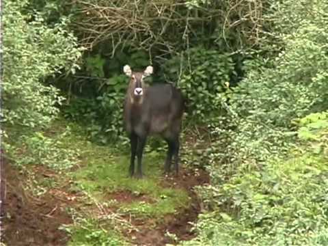 Wildlife of East Africa