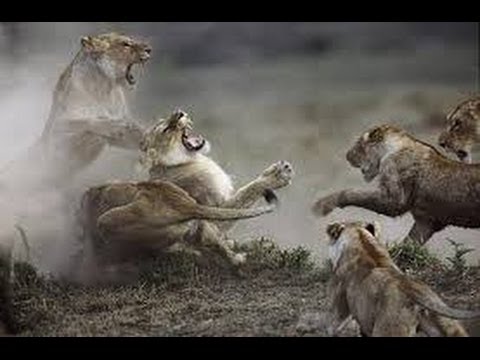 Lions Fighting To Death For Territory - Full Length Wildlife Documentary