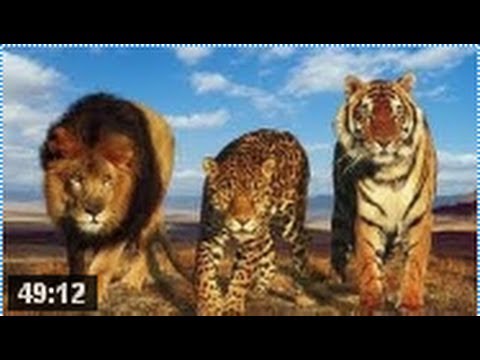 BBC Natural World 2007 Desert Lions HD 720p / full documentary wildlife animals 2013 new