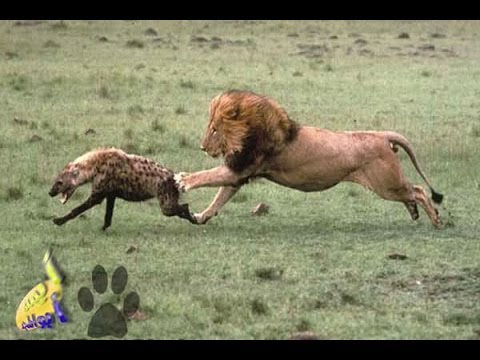 Documentary Lion Battle zone   full documentary wildlife animals 2013 HD