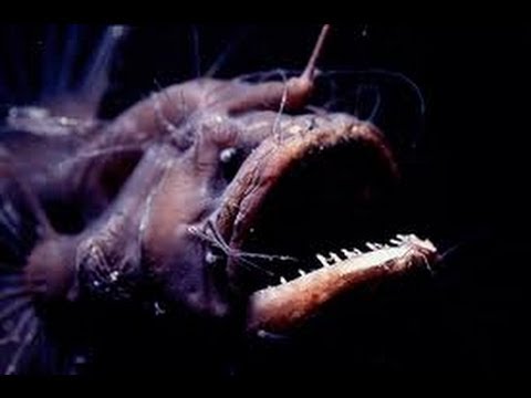 CREATURES OF THE DEEP OCEAN - Animals/Wildlife/Nature (documentary)