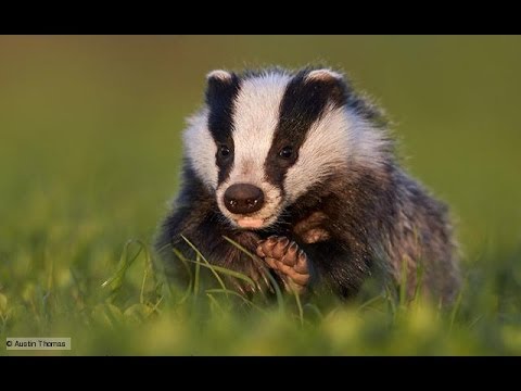 BBC wildlife Documentary - The BADGERS Secrets of the Sett - full length - David Attenborough