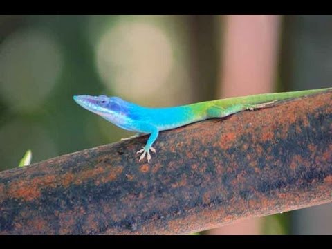 Cuba : Documentary on Cuba's Wildlife