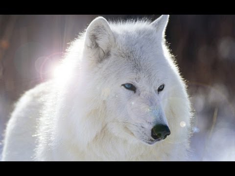 BBC Natural world - White falcon & White wolf - full length wildlife documentary