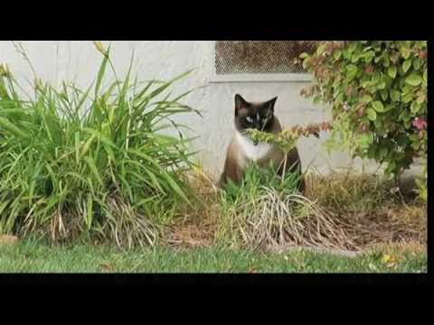 Cat Burglar Klepto Kitty Funny News Story