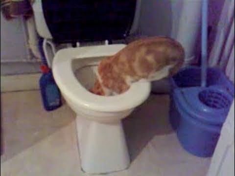 CHAT DANS TOILETTES (AMAZING !)