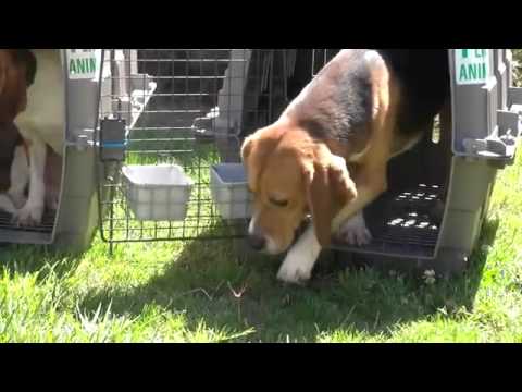 Beagles See Sun and Grass for the First Time After a Life in a Laboratory