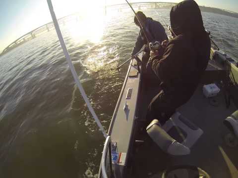 Striper fishing Suisun Bay 12/14/13