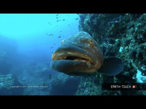 Fish that rule Lake Malawi, racing dolphins & reef animals