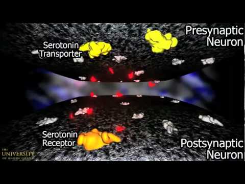 Mechanism of action of fluoxetine (prozac).FLV