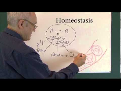 Homeostasis 1, Physiological Principles