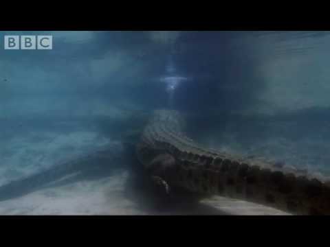 Attenborough: Bubble Blowing Salt Water Crocodiles - Life in Cold Blood - BBC wildlife