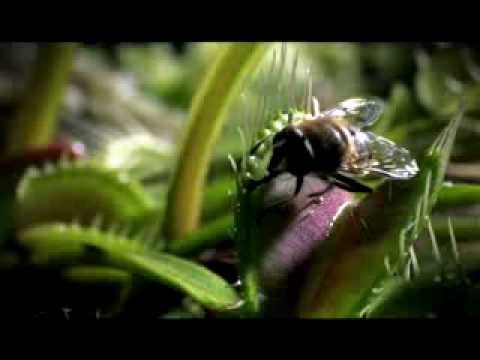 Life - BBC 2009 Trailer - Documentary