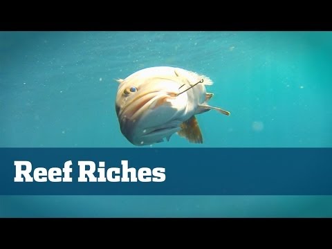 Patch Reef And Wreck Fishing From Mangroves To Monster Amberjack