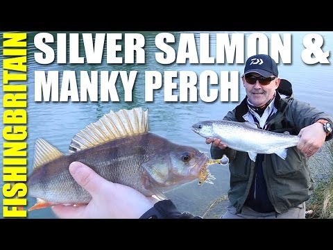 Fishing Britain - Silver Salmon & Manky Perch