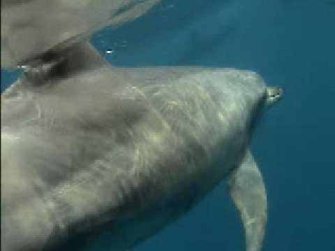 Wild dolphin in Tokyo islands      ~talking