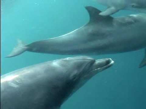 Wild dolphin in Tokyo islands   ~mom＆baby2