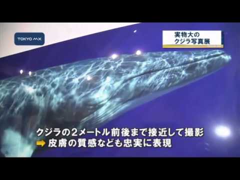 あすから開催　実物大のクジラ写真展