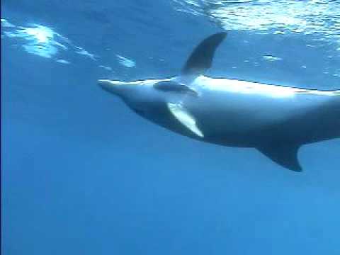 Wild dolphin in Tokyo islands      ~remora