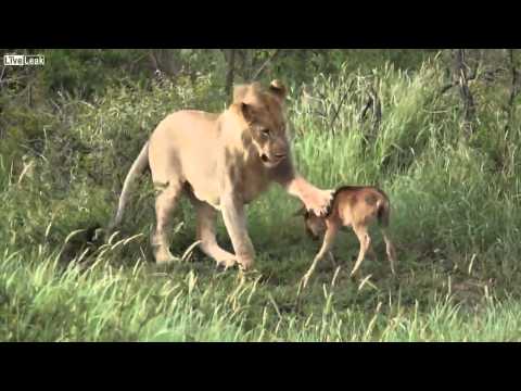 Lion Saves Baby Deer from Hungry Lion