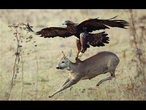 Top 3 Best Eagle Attacks (OWL, DEER & WOLF)