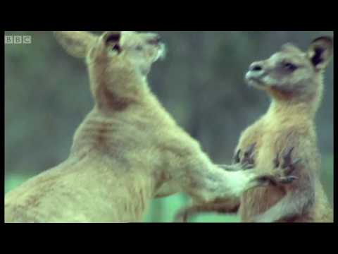 Kangaroo Boxing - Attenborough - Life of Mammals - BBC