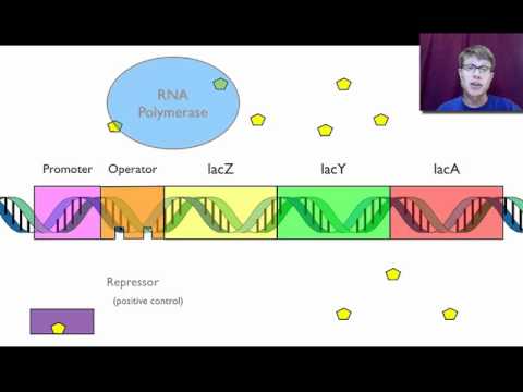 Gene Regulation