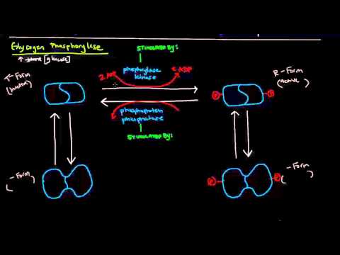 Glycogen (Part 4 of 4) - Regulation of Glycogen Metabolism