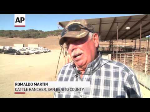 Record Calif. Drought Forcing Cattle Sell-Off