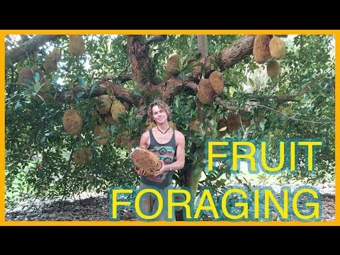 Fruit Hunting Hawaii