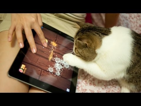 Cats Playing Fruit Ninja