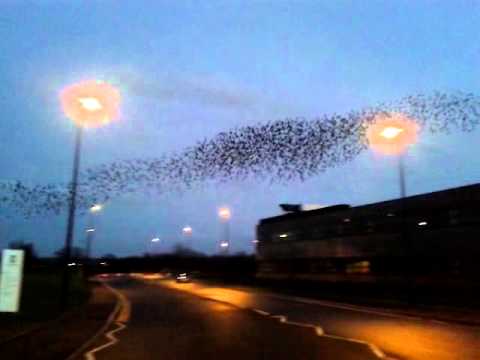 Starling Murmuration, Emersons Green, Bristol (21 December 2013)