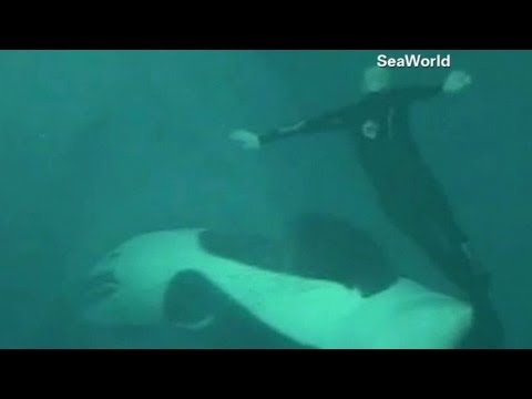 SeaWorld releases video of 2006 killer whale attack