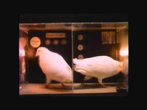 Drs. Robert Epstein & BF Skinner with Pigeons-Part 1