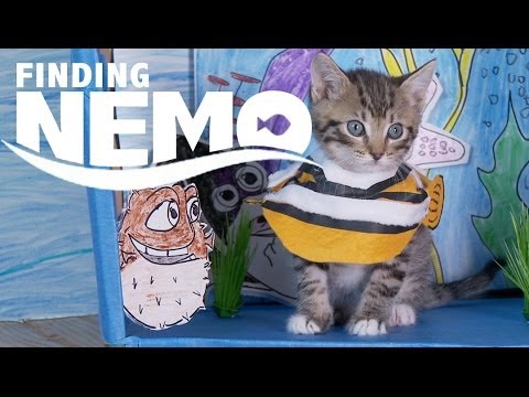 Disney Pixar's Finding Nemo (Cute Kitten Version)