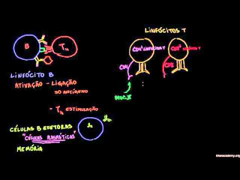 Revisão de linfócitos B, linfócitos T CD4 e linfócitos T CD8