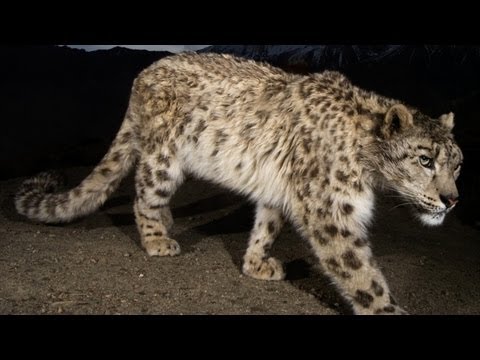 National Geographic - Wild Snow Leopard Of Afghanistan 720p.x264