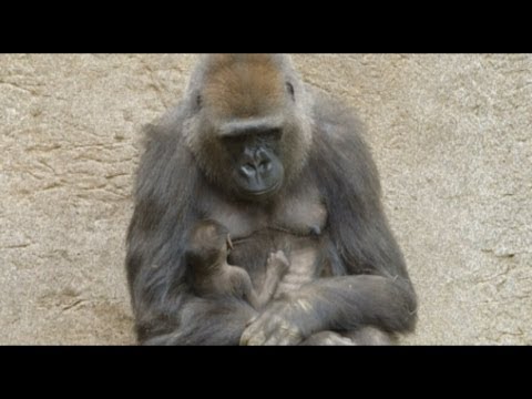 Baby Gorilla Born at San Diego Zoo Goes For an Outing With Mom