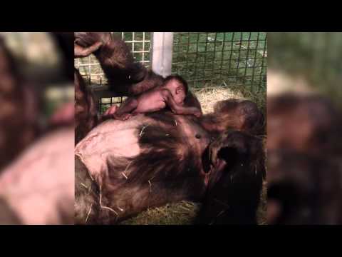 Baby Gorilla Reunited with Mom at San Diego Zoo Safari Park