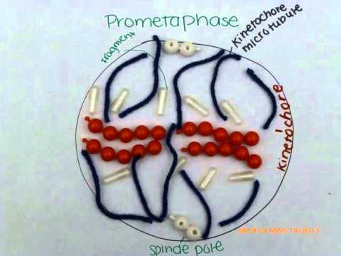 AP Biology Mitosis Movie