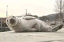 Lost baby seal in Swedish harbour (Thumbnail)