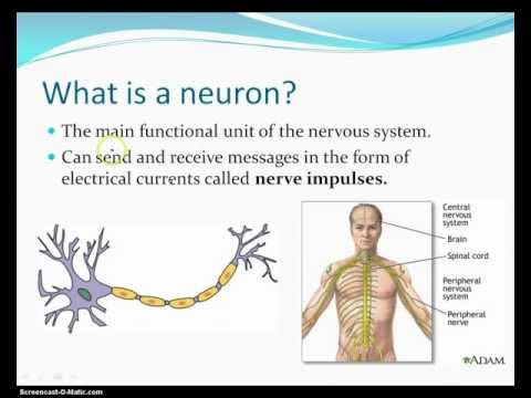 What is a Neuron?