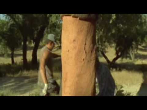 Cork Harvesting