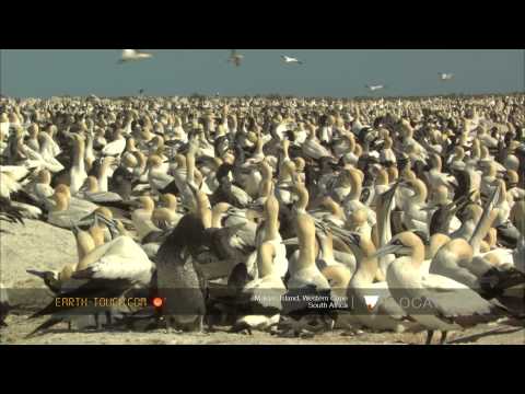 Strange visitor at earth's largest Cape gannet colony