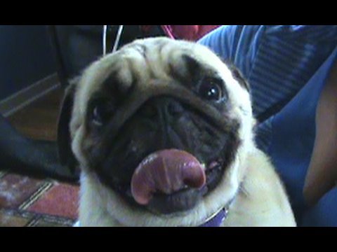 Pug's Funny Sweet Spot