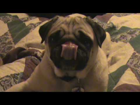 Pug Licks Like Me