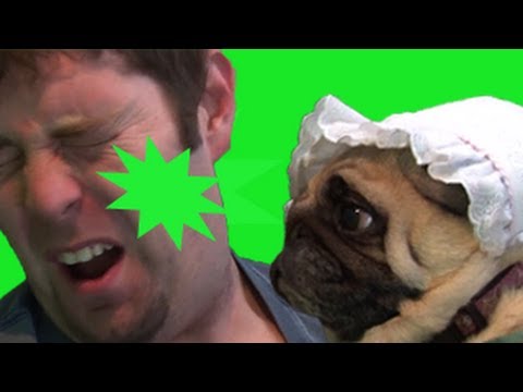 Pug Sneezes in Owners Face Repeatedly