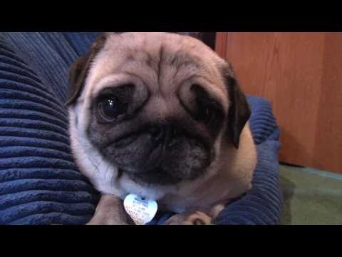 Cutest Pug Video!!!